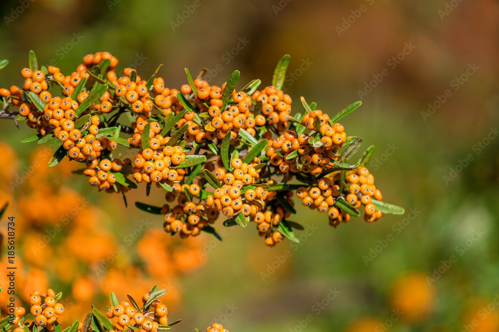 Pyracantha coccinea. berries on a branch Pyracantha coccinea. berries on a branch