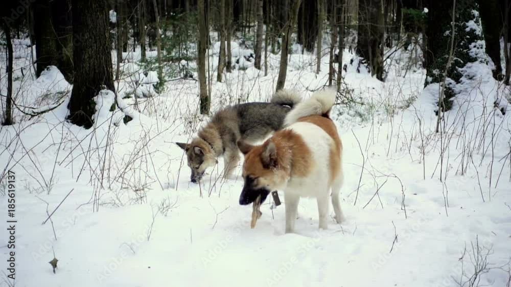 A scene in a winter forest. Slow motion. Two dogs are happy in the winter. They walk and play with each other. A scene in a winter forest. Slow motion. Two dogs are happy in the winter. They walk and play with each other.