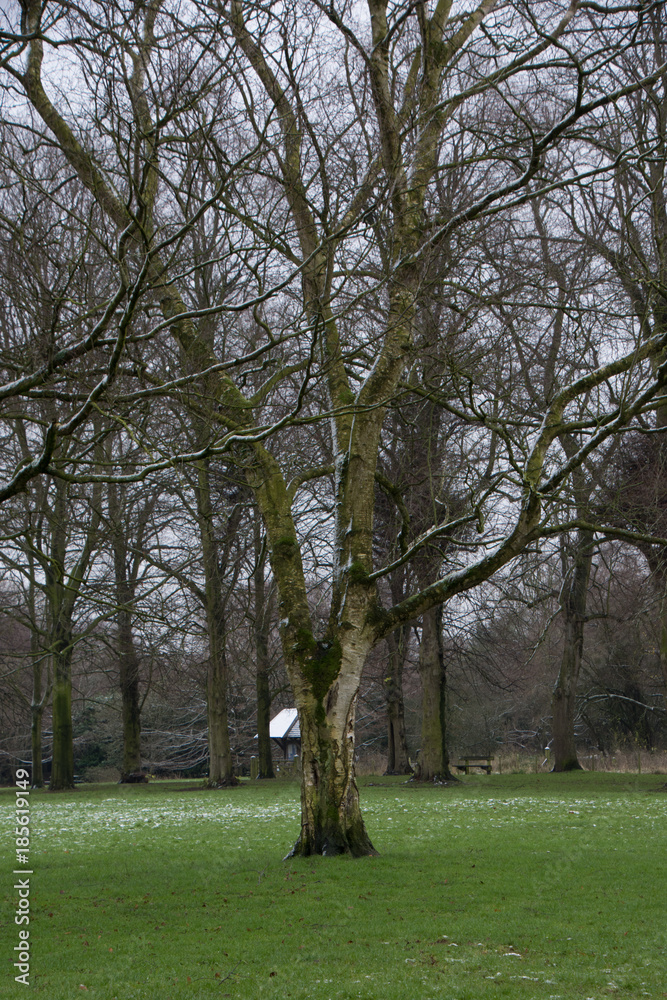 Bare winter tree Bare winter tree