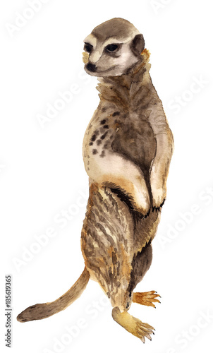 Watercolor standing meerkat