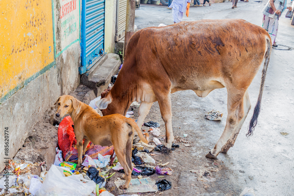 What Happens When Dogs Eat Garbage