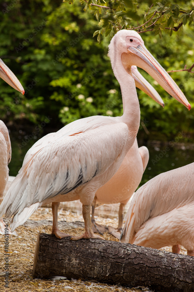 Pelicans are a genus of large water birds Pelicans are a genus of large water birds
