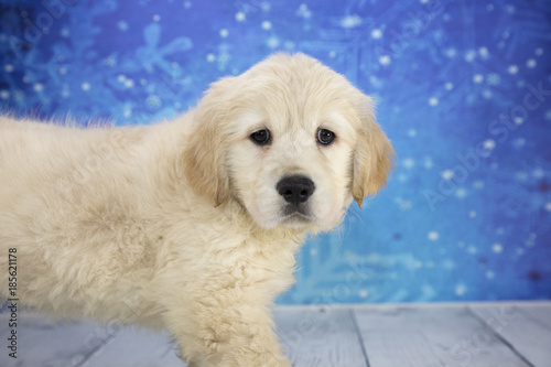 Golden Retriever with snowflake background