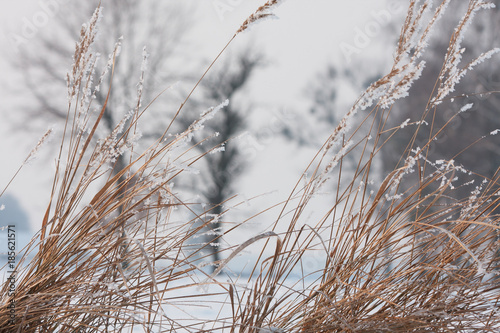 dry grass covered with snow, trees in the background 
