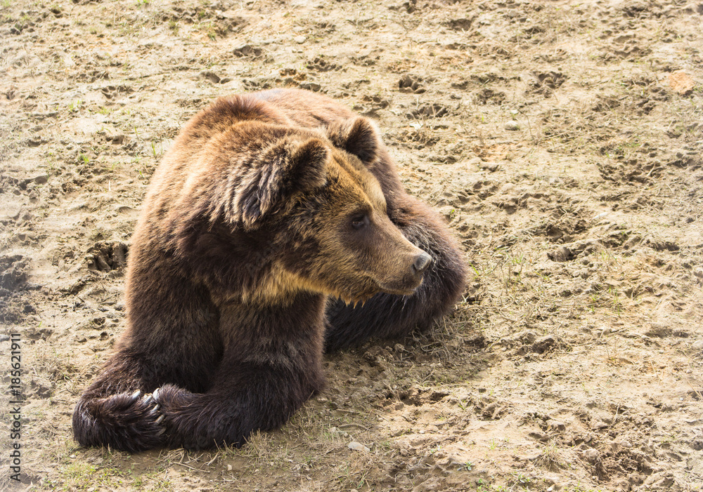 brown bear in the sand at the zoo brown bear in the sand at the zoo