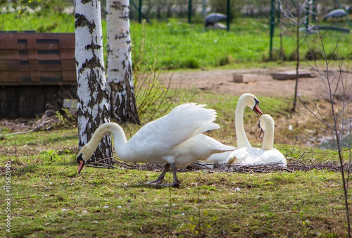 family of swans