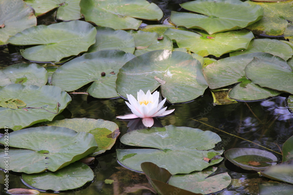 大沼国定公園の水面に咲く睡蓮の花 北海道 Stock Photo Adobe Stock