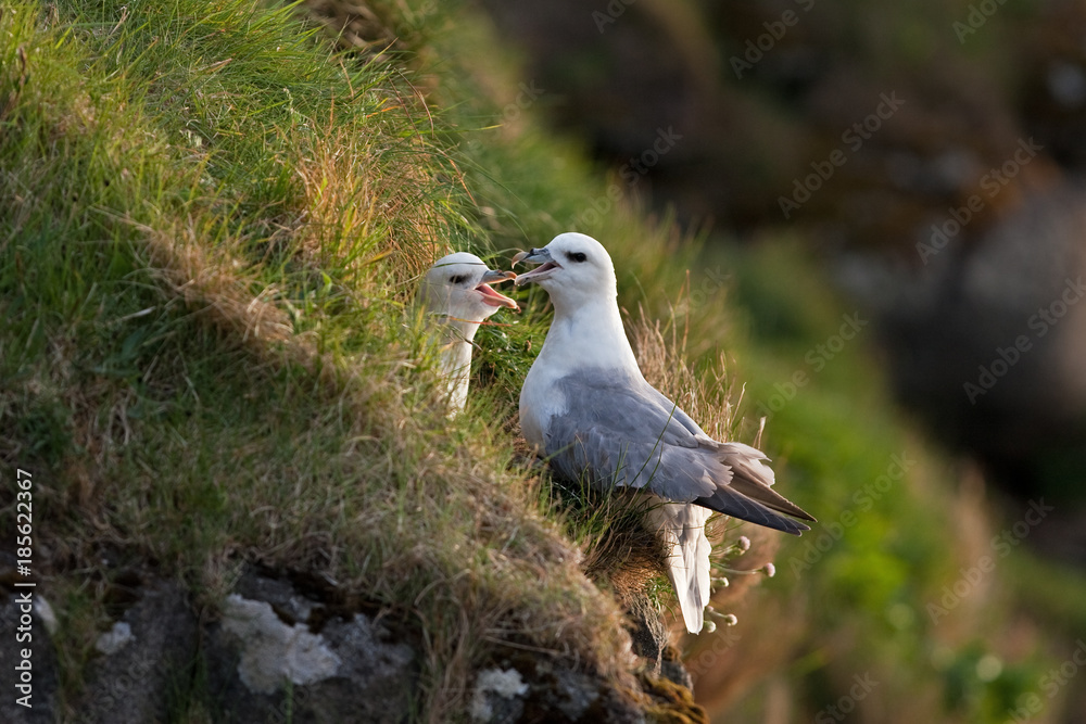 northern fulmar, fulmarus glacialis, Faroe island northern fulmar, fulmarus glacialis, Faroe island
