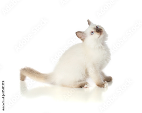 Lovely kitten, sacred Cat of Burma on white background © emmapeel34
