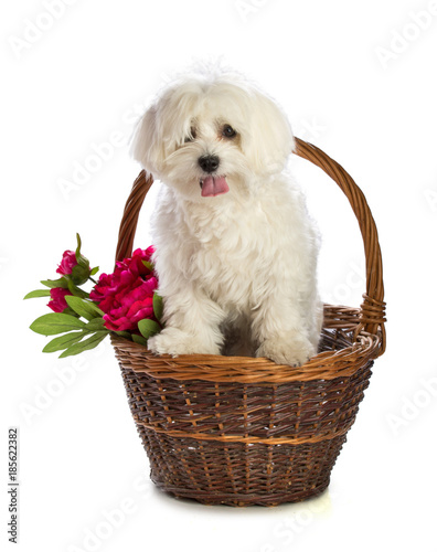 Lovely bichon in basket white flowers