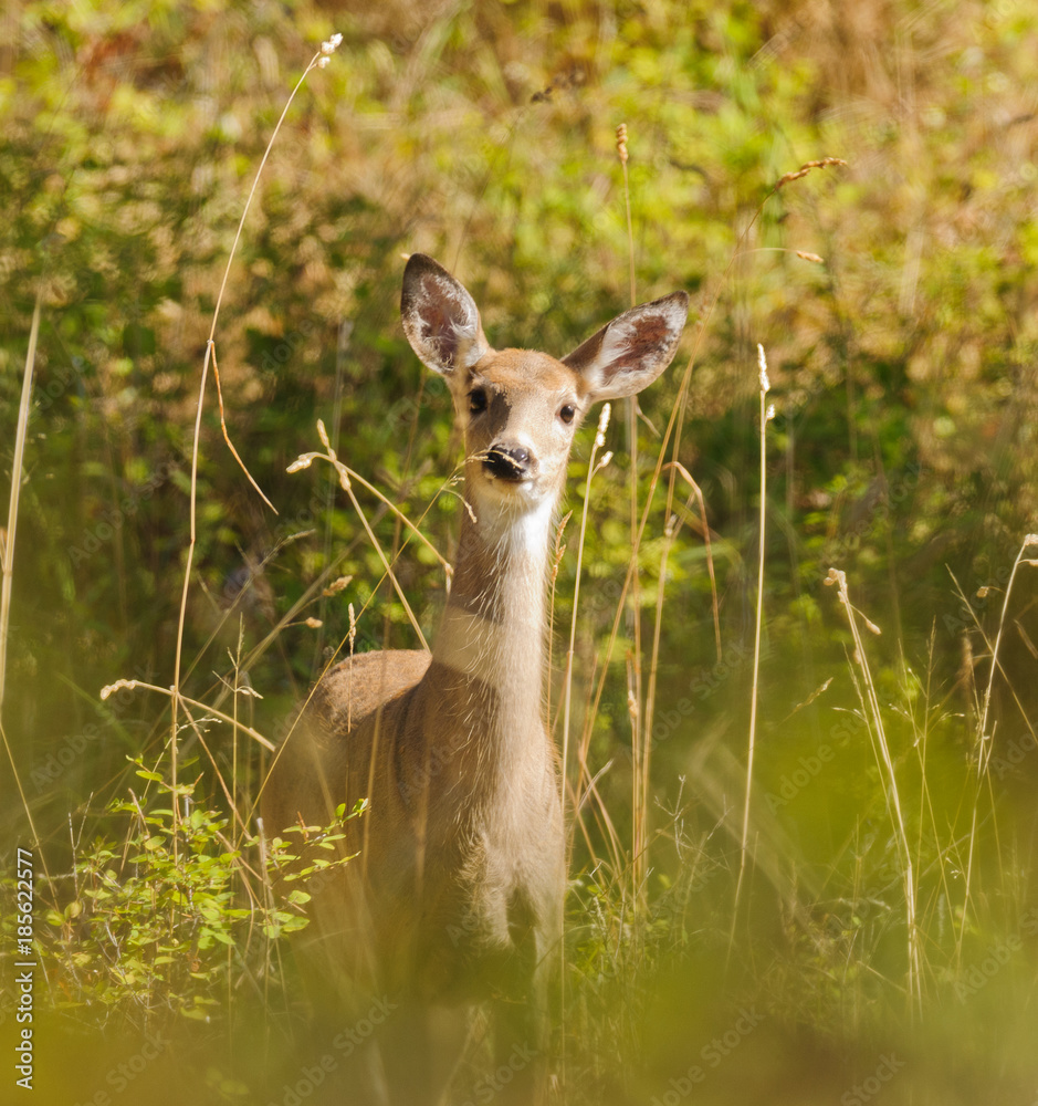 White-tail doe (odocoilus virginianus) peeking through the foliage to see what is watching her White-tail doe (odocoilus virginianus) peeking through the foliage to see what is watching her