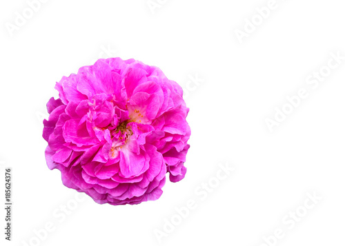 Pink rose on a white background.