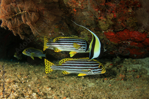 Underwater coral reef and fish in ocean photo