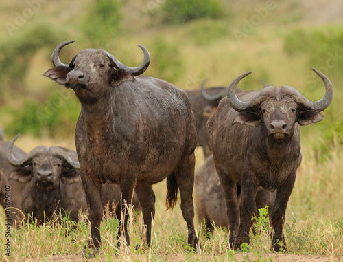Closeup of Buffalo (scientific name: Syncerus caffer or 