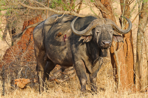 Closeup of Buffalo (scientific name: Syncerus caffer or "Nyati or Mbogo" in Swaheli) 