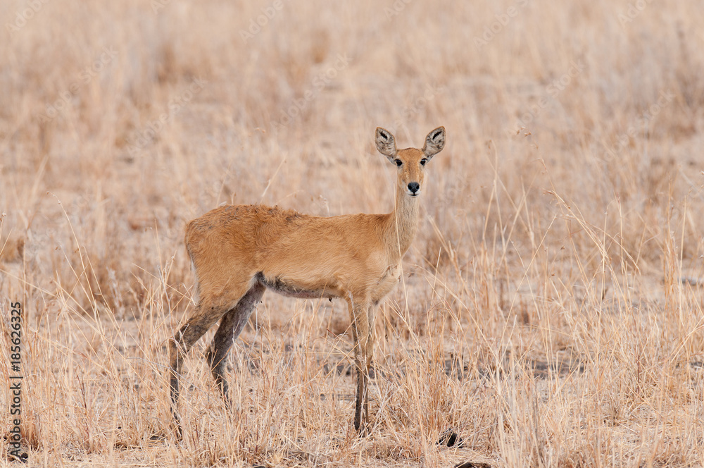 Closeup of Reedbuck (scientific name: Redunca redunca, or Closeup of Reedbuck (scientific name: Redunca redunca, or