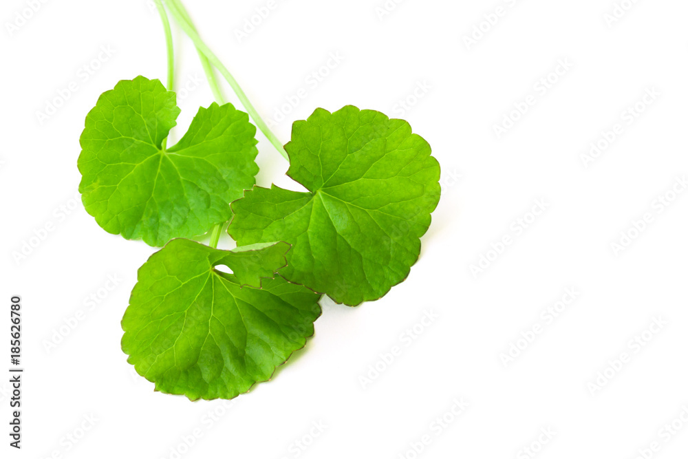 Closeup leaf of Gotu kola, Asiatic pennywort, Indian pennywort on white background, herb and medical concept, selective focus Closeup leaf of Gotu kola, Asiatic pennywort, Indian pennywort on white background, herb and medical concept, selective focus