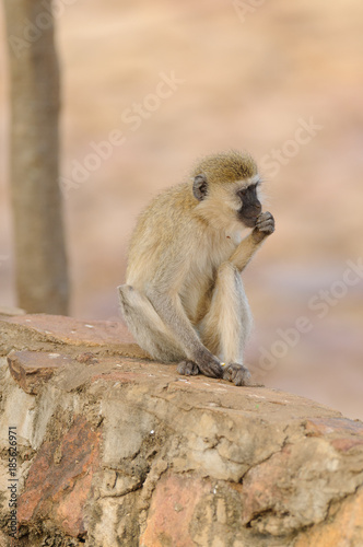 Vervet Monkey (Scientific name:cercopthecus aethiops, or Tumbiili in Swaheli), shot on Safari in the Serengeti/Lake Manyara, Tarangire, Ngorogoro crater National Park in Tanzania