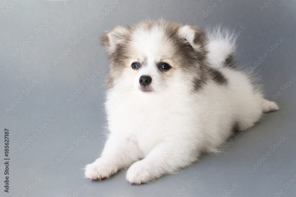 Closeup puppy pomeranian with grey background, dog healthy concept