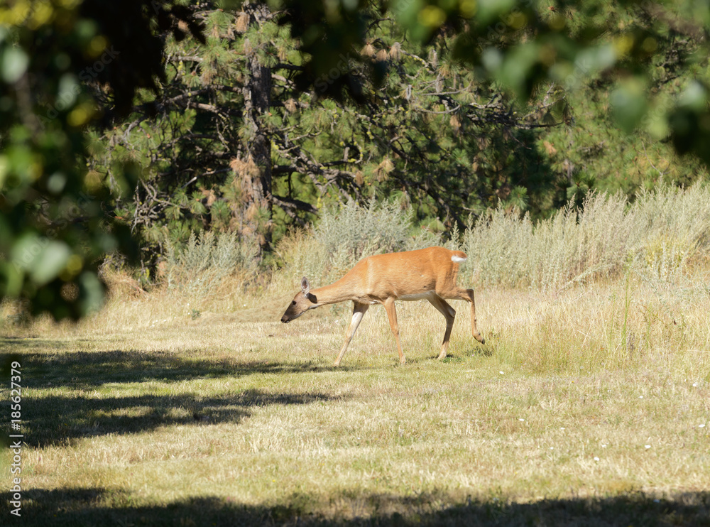 urbanized White-tailed deer (odocoileus viginianus) urbanized White-tailed deer (odocoileus viginianus)