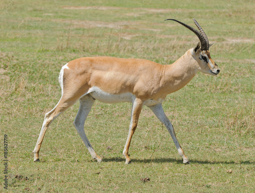 Closeup of Grant's Gazelle in Ngorongoro park Closeup of Grant's Gazelle in Ngorongoro park