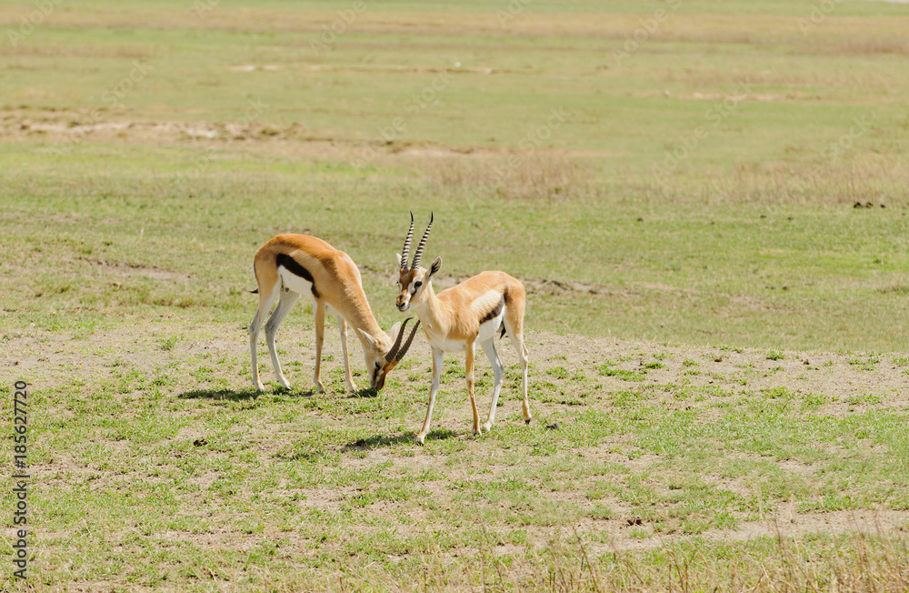 Closeup of Thompson's Gazelle in Ngorongoro park Closeup of Thompson's Gazelle in Ngorongoro park