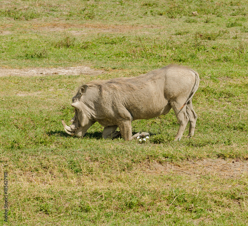 Closeup of Warthog in kneeling position feeding