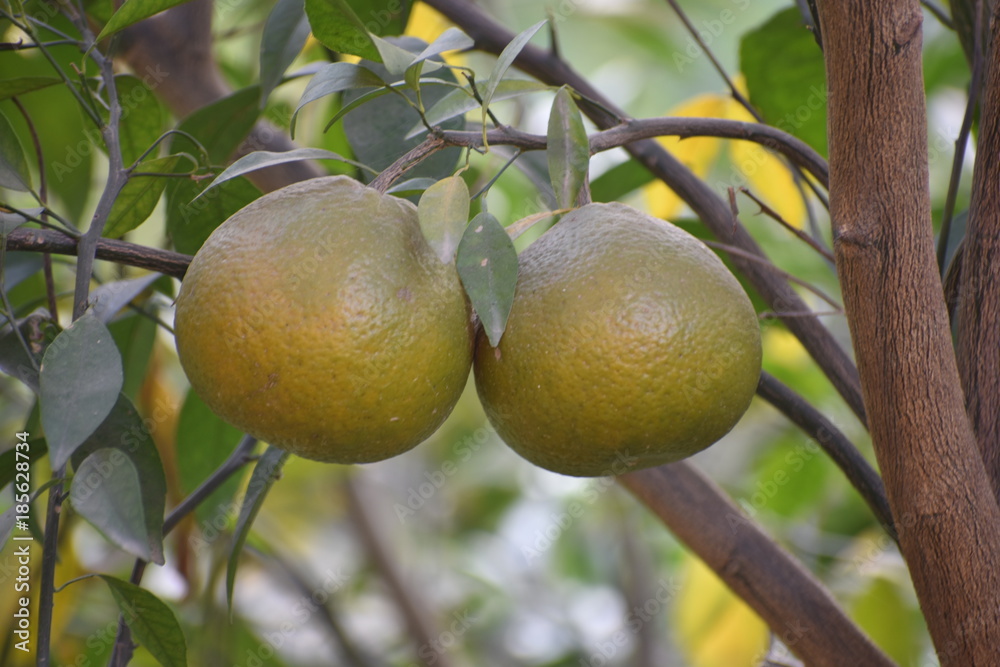 orange with leaves