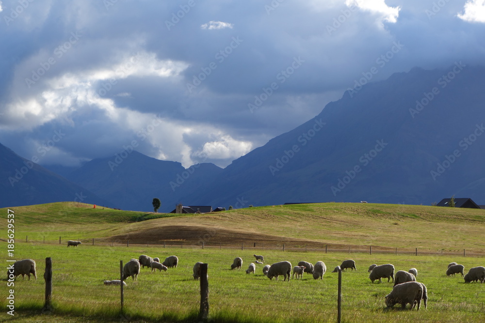 ニュージーランド・南島・クイーンズタウンからテアナウまでの道 StockFoto Adobe Stock