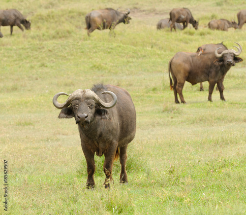 Fototapeta Naklejka Na Ścianę i Meble -  Closeup of Buffalo (scientific name: Syncerus caffer or 
