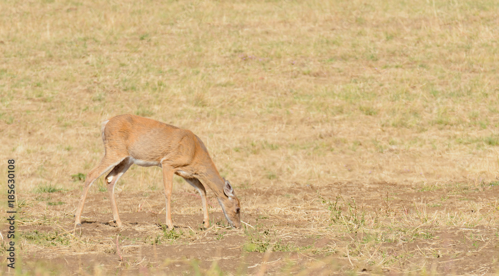 Whitetail deer (odocoilus virginianus) on formland in Washington