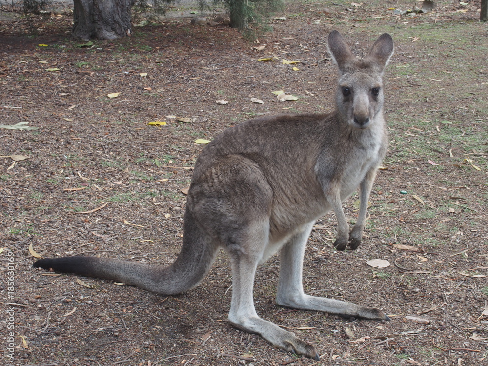 Kangaroo looking at you Kangaroo looking at you