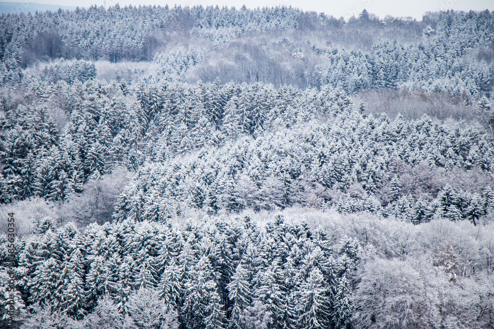 Fototapeta premium Hintergrundbild viele Tannenarten mit Schnee