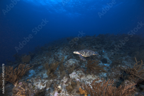 Hawksbill Sea Turtle (BWI) © kuldive