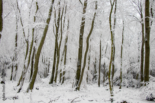 Schneebedeckte feine Zweige Bäume im Wald im Winter photo