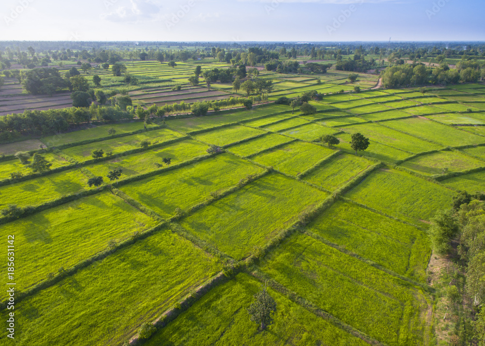 aerial top view of fresh green panoramic rice paddy  field in Thailand