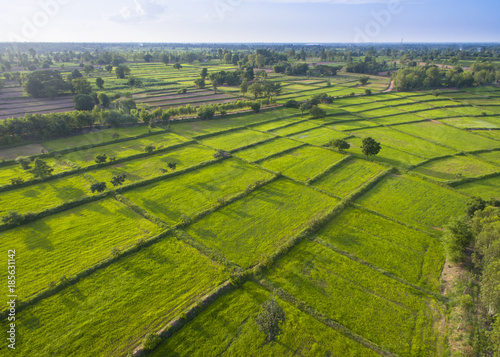 aerial top view of fresh green panoramic rice paddy field in Thailand