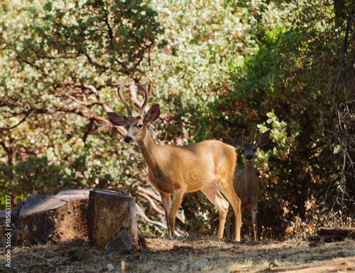Fototapeta Naklejka Na Ścianę i Meble -  young male black-tailed deer