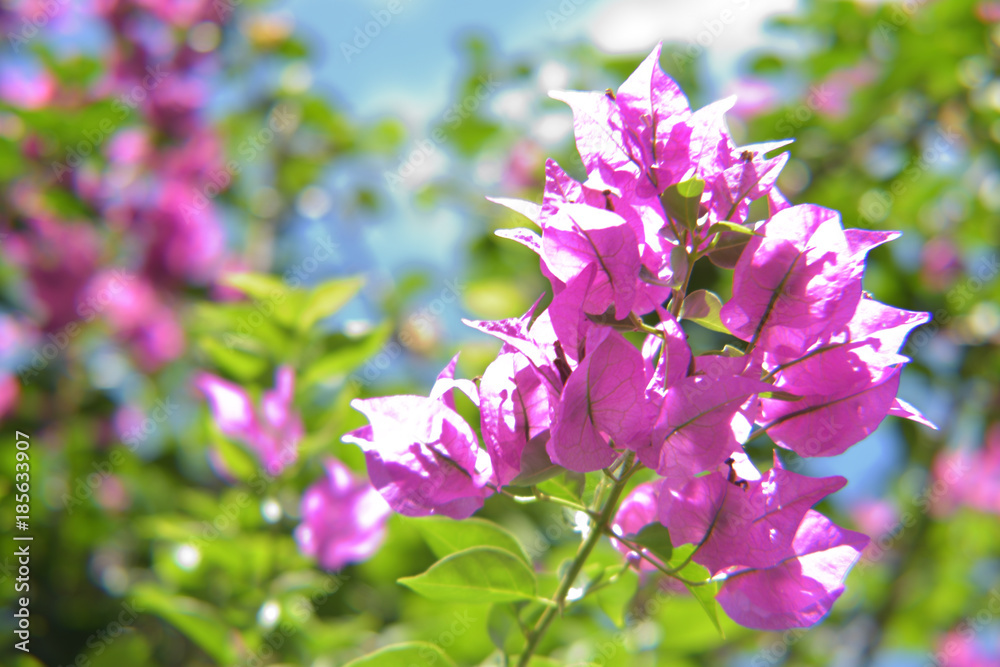 Obraz premium bougainvillea in bloom