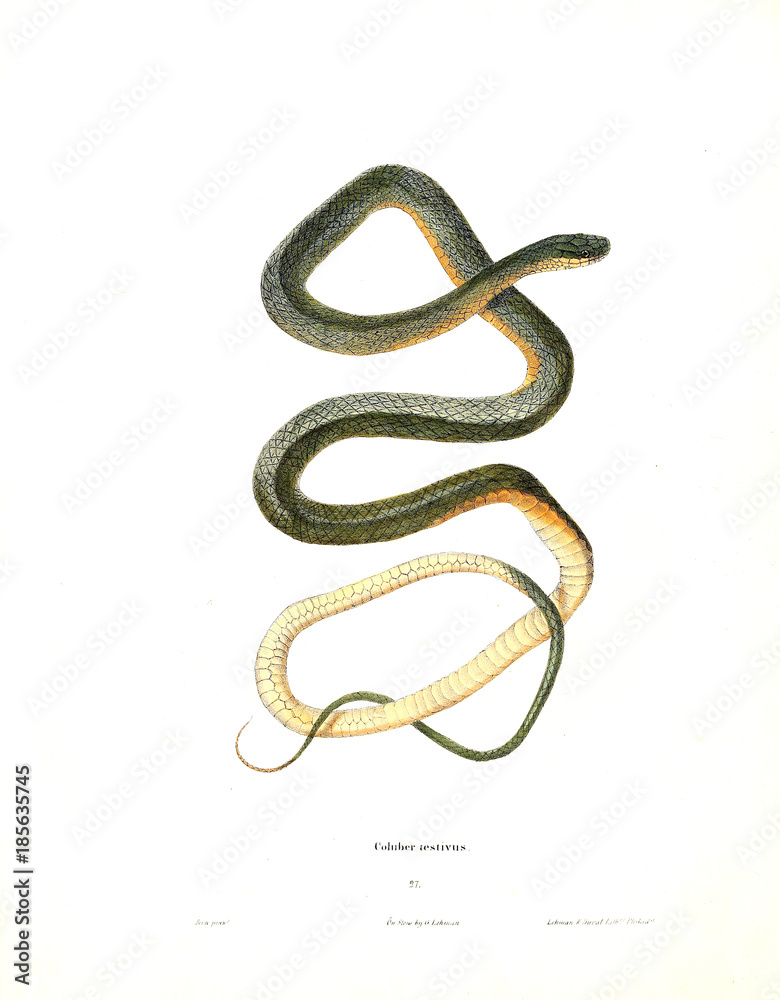 Illustration of a snake. Illustration of a snake.