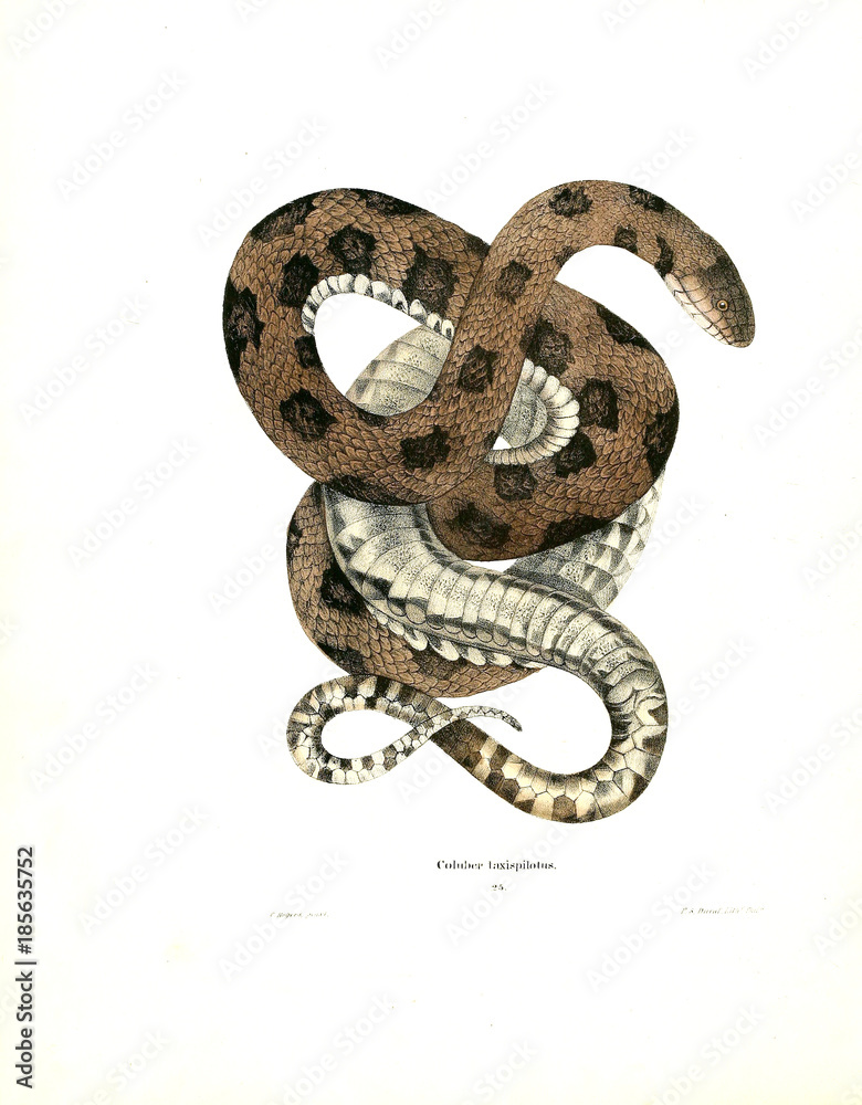 Illustration of a snake. Illustration of a snake.