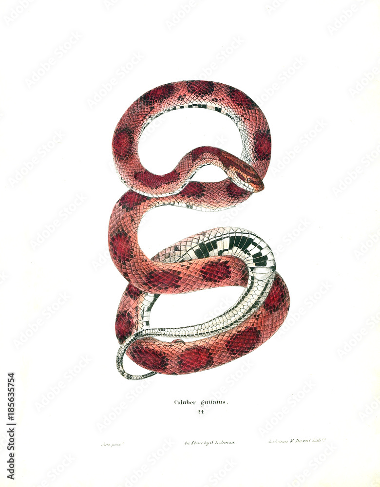 Illustration of a snake. Illustration of a snake.