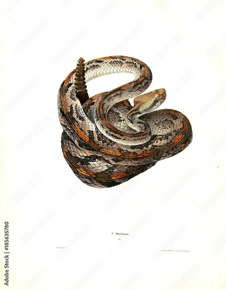 Illustration of a snake.