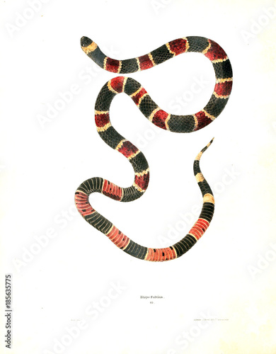 Illustration of a snake.