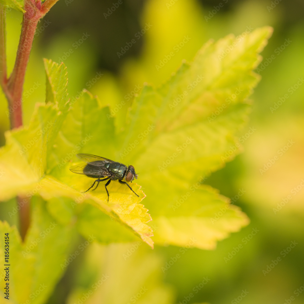 Fly Macro on a Leaf Fly Macro on a Leaf