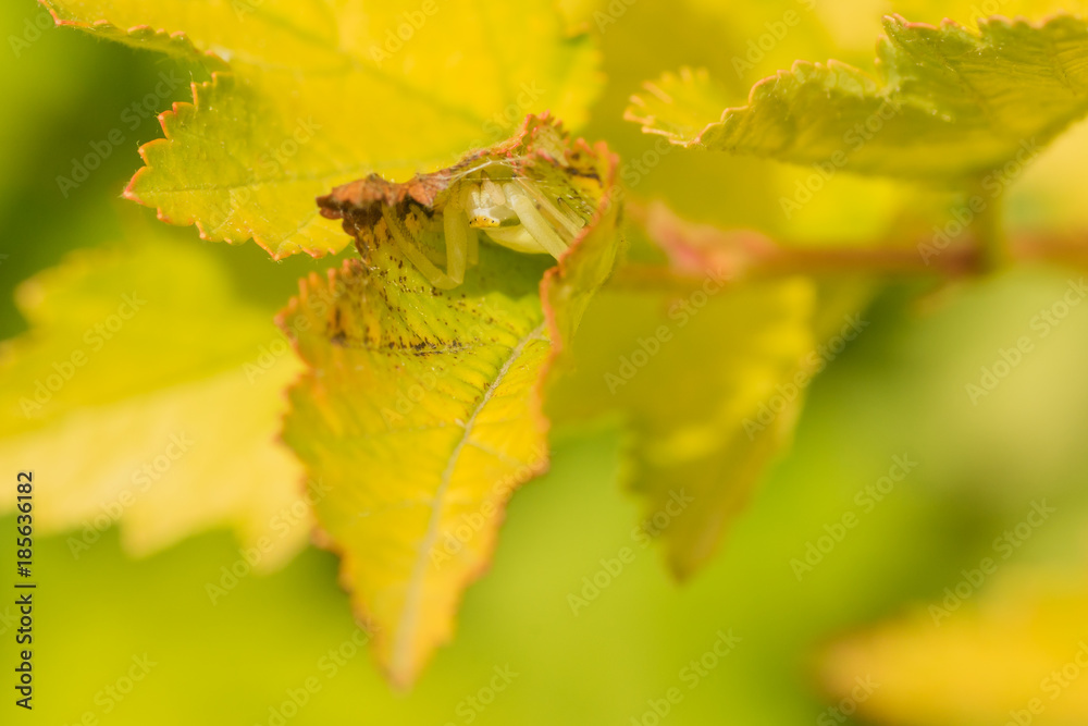Crab Spider in a Leaf Crab Spider in a Leaf