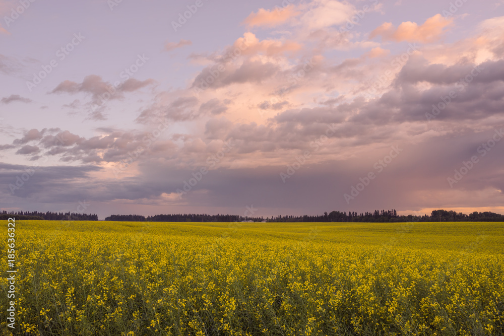 Obraz premium Canola Sunset