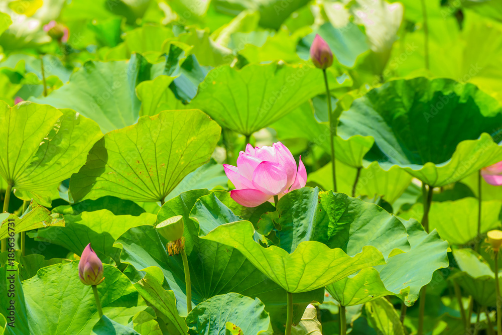 The Lotus Flower and Lotus Flower bud.Background is the lotus leaf and lotus bud.Shooting location is Yokohama, Kanagawa Prefecture Japan.