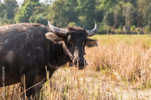 Buffalo in the field near the rubber plantation in Thailand, animal and nature concept.