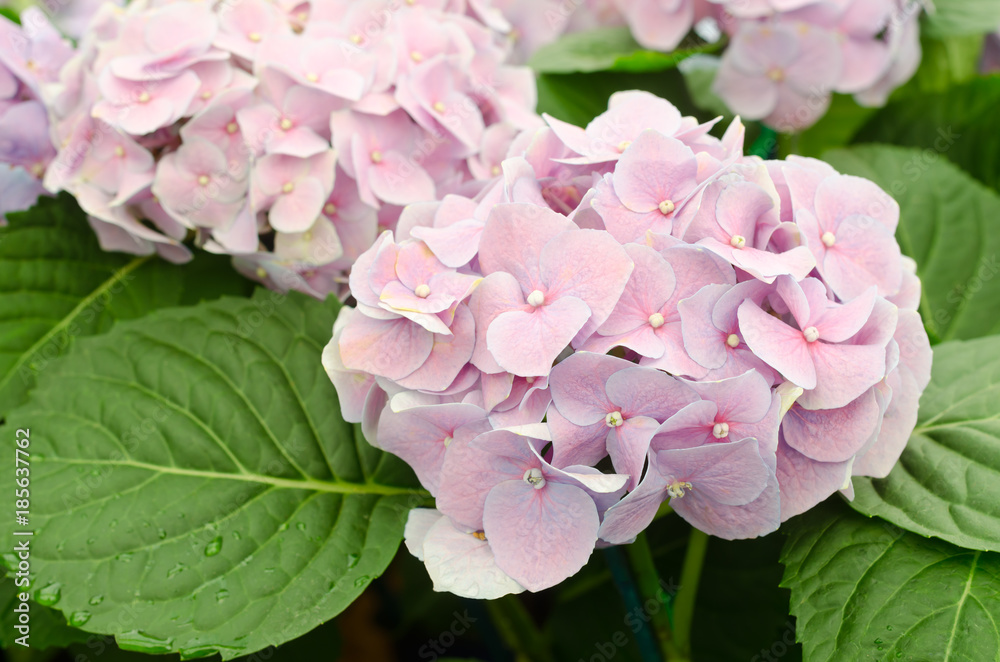Fototapeta premium Soft focus of pink Hydrangea Flowers blooming in garden